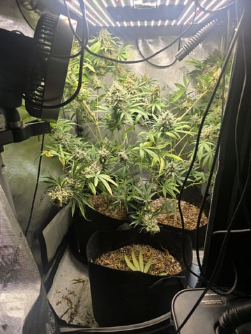 Indoor — flower, day 102