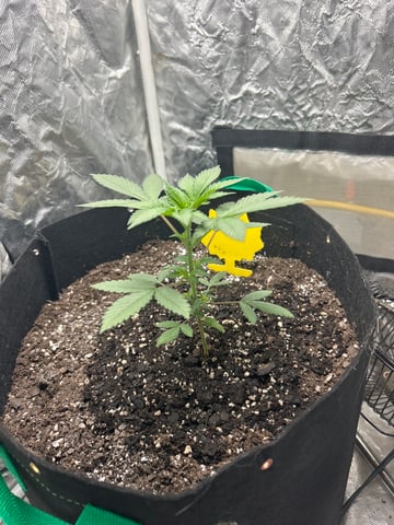 Barney’s Farm  — vegetative, day 15