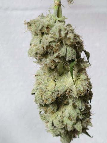 (4)autos  — harvest, day 73