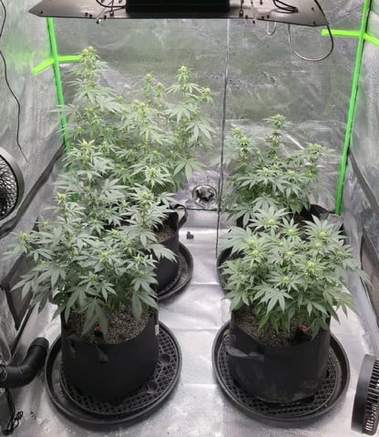 SGC & GWS — flower, day 79