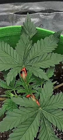 FastBuds Photo-Lemon Mandarin  — vegetative, day 29