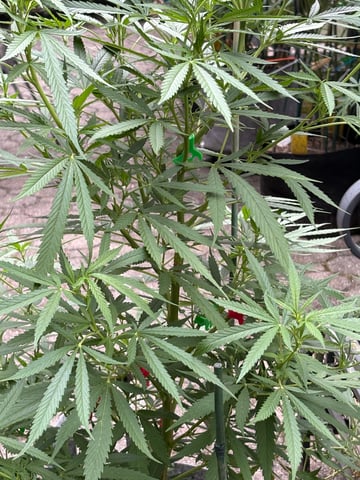 watermelon Martin 1of2 — flower, day 64