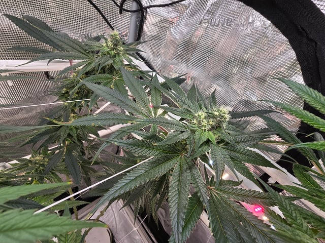 Grow 3 — flower, day 39