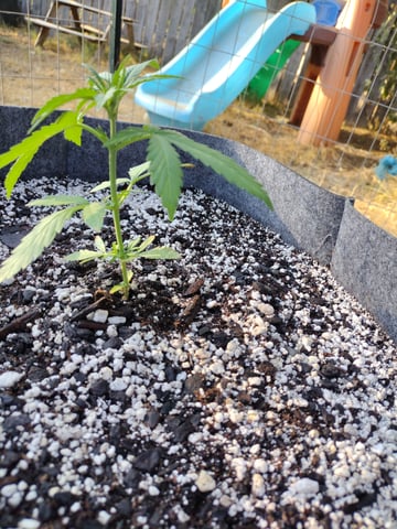 gotime — seedling_rooting, day 1