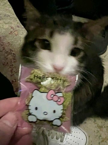 TerpyBuds