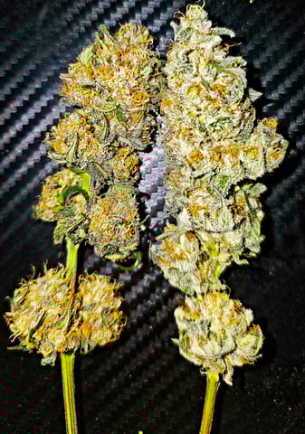 Homegrown - 🍒 🥧 & GSC Auto, 🚀 Seeds 🍌 Buttercups  — done, day 83