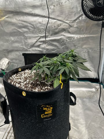 GG4 — vegetative, day 30