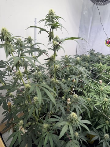 Indoor Grow  — flower, day 168