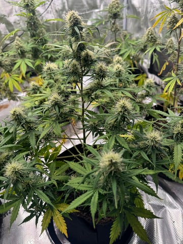 First Grow — flower, day 64