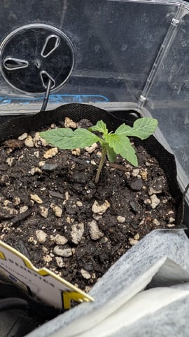 Double Smile And (Alien Vs Triangle X Strawberry Nuggets) — seedling_rooting, day 10
