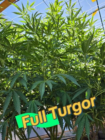 Sour Headies/OGBX1 — flower, day 108