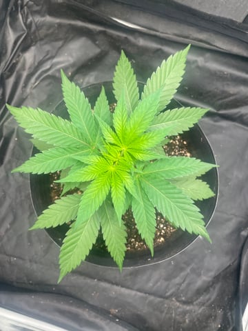 Blueberry — vegetative, day 34