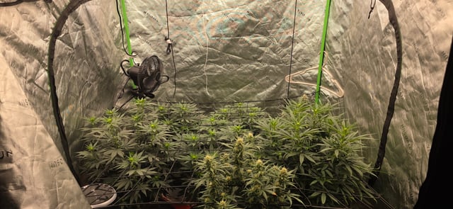 first grow — flower, day 26