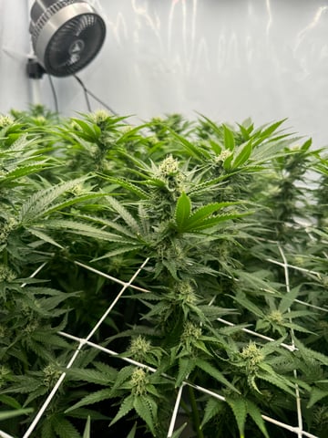 Permanent Marker, Gary Payton — flower, day 26