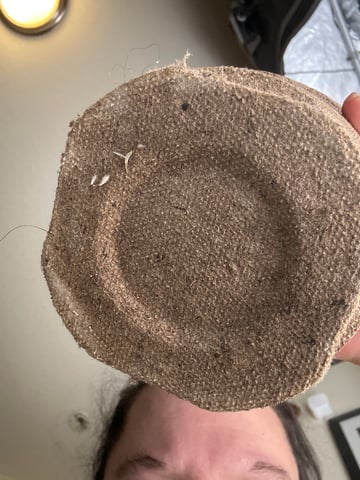 White Russian — vegetative, day 4