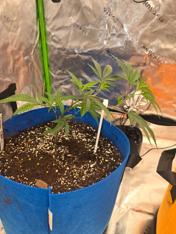 MOTHER ROOM — vegetative, day 5