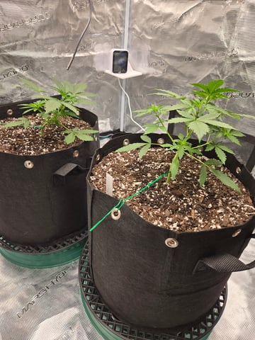 3rd Grow 3x3 tent — vegetative, day 23