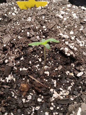 Blueberry auto — vegetative, day 10