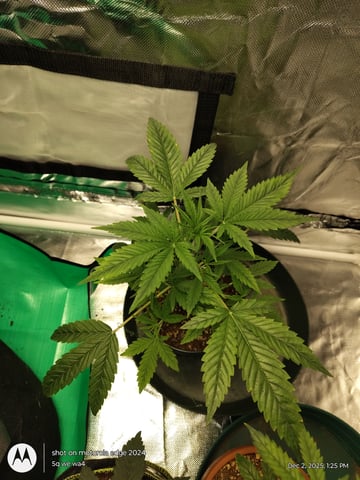 Grow Budz — seedling_rooting, day 1