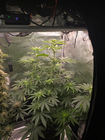 Northern lights #10 2nd plant (Selkies) — flower, day 58
