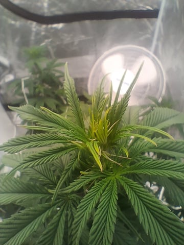 Free Seeds — flower, day 112