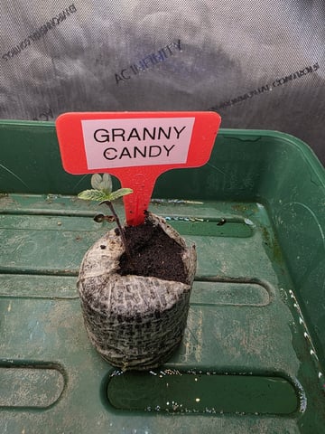 Granny Candy and PLCG — germination, day 8