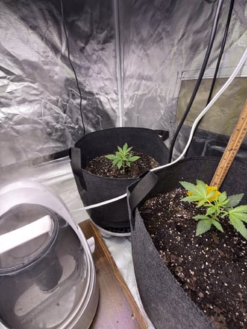 Grow #2 — vegetative, day 32