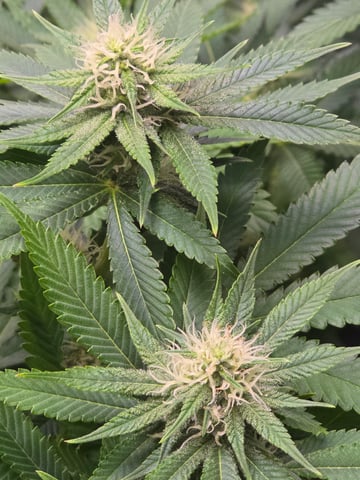 Purple Haze  — flower, day 75