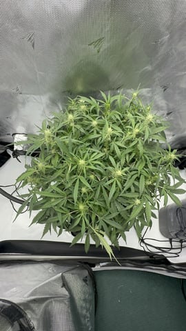 Autos: Banana Purple Punch (1)  & Guava Fig (2) — flower, day 74