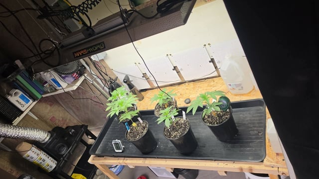 2nd Grow Sesh — vegetative, day 28