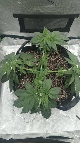 Critical Purple Kush — vegetative, day 55