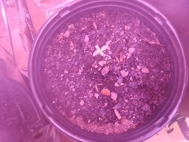 Queen Royal Autoflower  — seedling_rooting, day 21