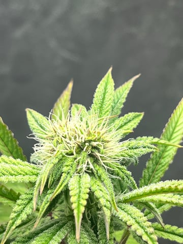 Humboldt Chicken N Wafflez — flower, day 73