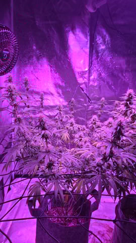 strawberry ghost and death breath — flower, day 3