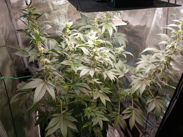 Gorilla Sherbert Feminized From Blimburn Seeds  — flower, day 82