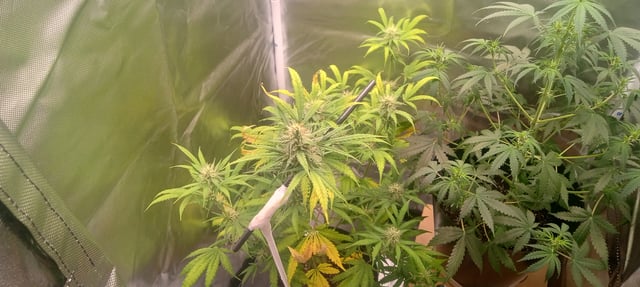 frst grow tent grow — auto, day 59