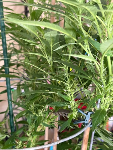 green crack (Cush) with a C — flower, day 37