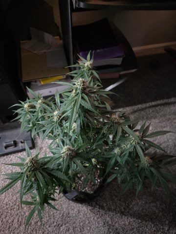 Pineapple Express  — vegetative, day 45