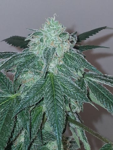 S&D  First Grow — flower, day 82