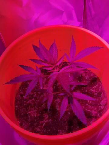first grow  — vegetative, day 23