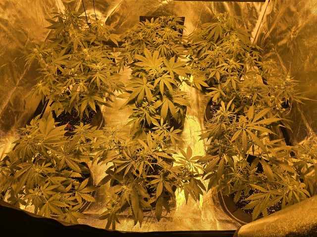 3rd Auto Grow — flower, day 70