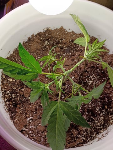 Round Deuce  — vegetative, day 36
