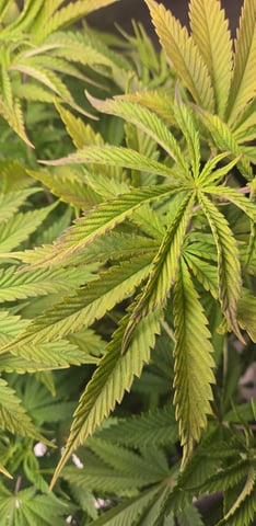 First Grow — vegetative, day 7