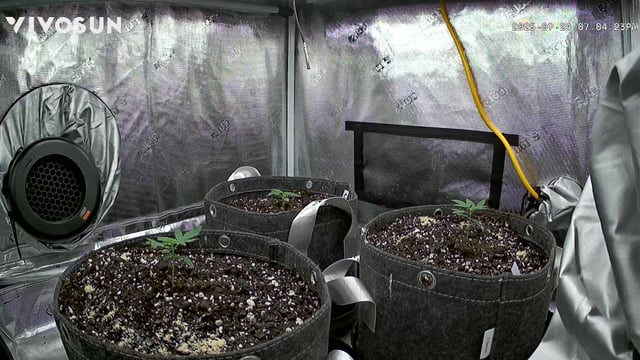 2nd go  — vegetative, day 15