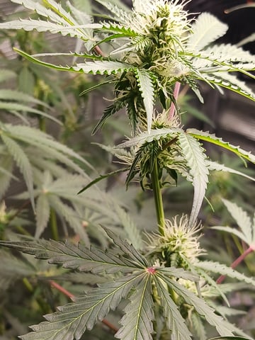 black gorilla feminized  — flower, day 23