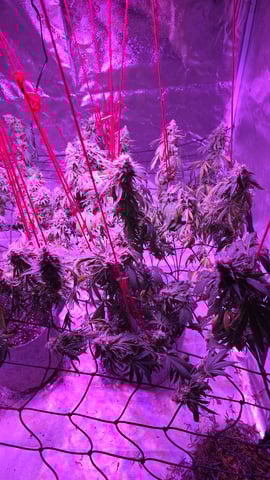 strawberry ghost and death breath — flower, day 29