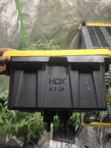 GLOOKIES — grow_setup, day 1