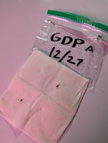 first grow - autoflower — germination, day 12