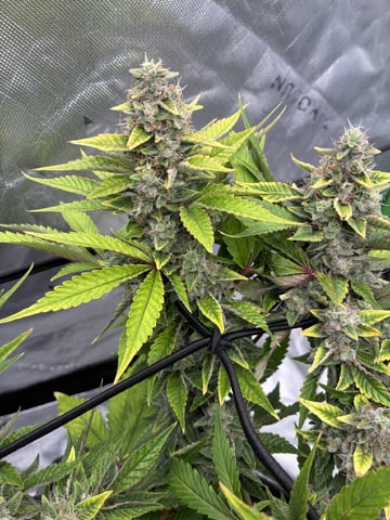 Comet Candy (Auto) 2026- 02 — harvest, day 78