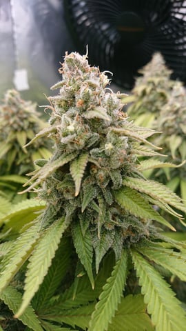 Closet grow  — flower, day 91